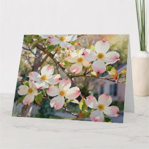 Cartão Estudo de Flores de Dogwood A em Aquarelas