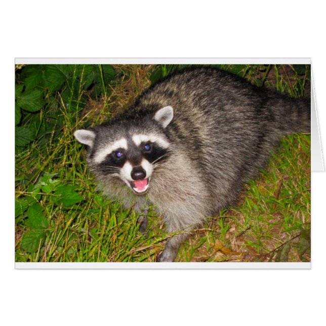 Cartão Eu Adoro Raccoons! (Frente Horizontal)