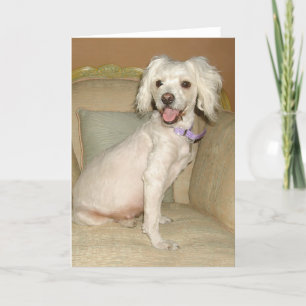 Cartão Eu Amo Meu Cachorro Branco Pequeno Poodle / Bichon