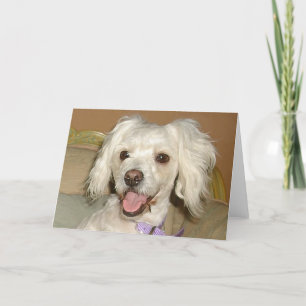 Cartão Eu Amo Meu Cachorro Branco Pequeno Poodle / Mistur