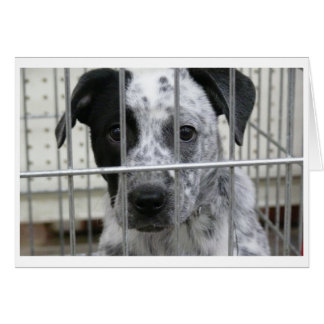 CARTÃO EU ESTAVA ENQUADRADO!