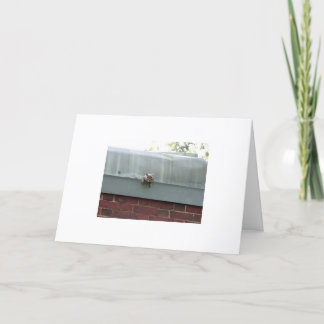 Cartão eu estou olhando-o