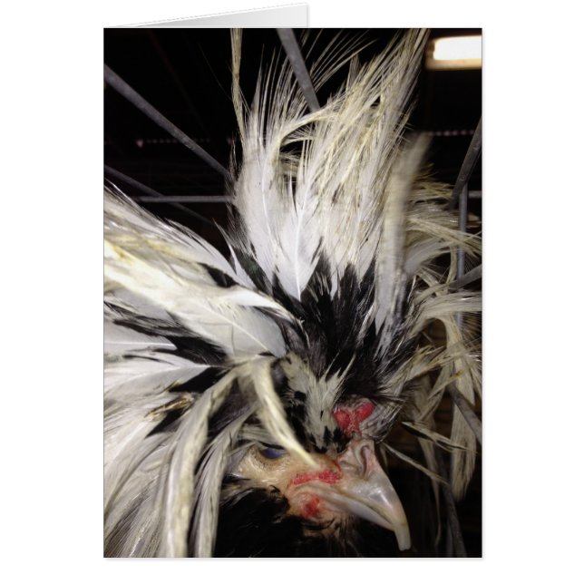 CARTÃO EU SERIA ARRUMADO SEM "VOCÊ" CHICKEN HUMOR (Frente)