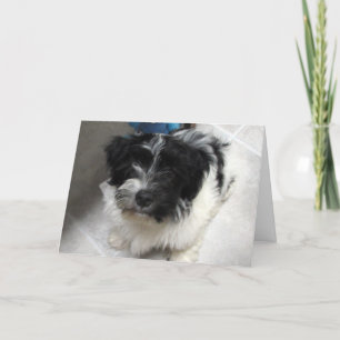 Cartão Eu Sinto Sua Falta - Cachorro Havanês