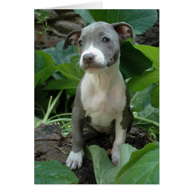 Cartão Eu sou verde-oliva (Frente)