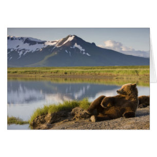 Cartão EUA, Alasca, Parque Nacional Katmai, Bears Brown 2