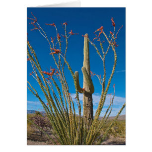 Cartão EUA, Arizona. Cacto no Parque Nacional Saguaro