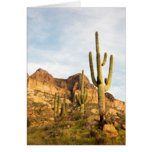 Cartão EUA, Arizona, Floresta Nacional de Tonto, Picketpo