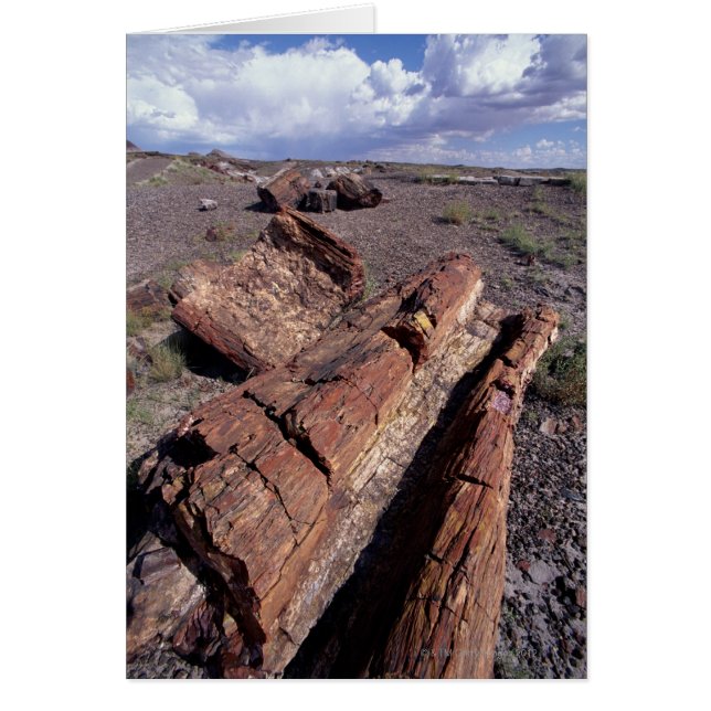 Cartão EUA, Arizona, Petrified Forest National Park, 2 (Frente)
