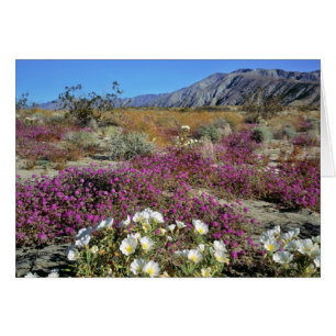 Cartão EUA, Califórnia, Anza-Borrego DSP. Tarde de dunas