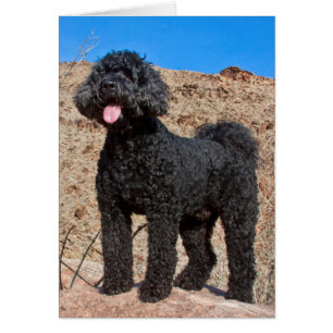 Cartão EUA, Califórnia. Labradoodle em Pé