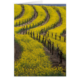 Cartão EUA, Califórnia, Napa Valley, Los Carneros Ava.