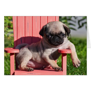 Cartão EUA, Califórnia. Pug cachorrinho desleixado