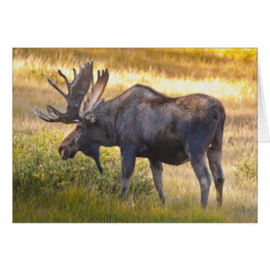 Cartão EUA, Colorado, Cameron Pass. Alce macho