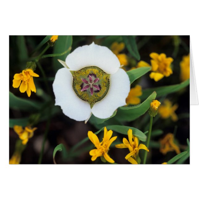 Cartão EUA, Colorado. Tulipa de Mariposa (Frente Horizontal)