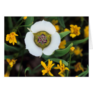 Cartão EUA, Colorado. Tulipa Mariposa