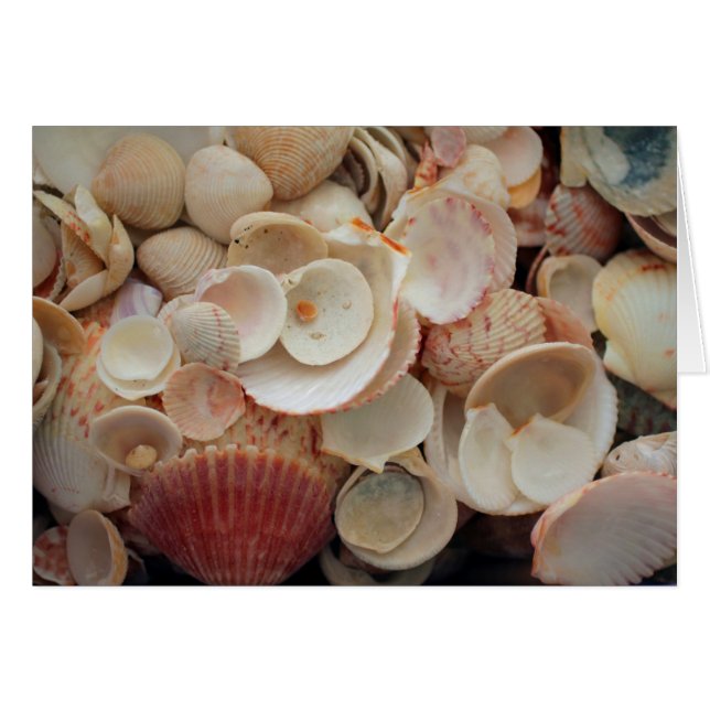 Cartão EUA, Florida. Feche As Conchas No Papai noel Rosa (Frente Horizontal)