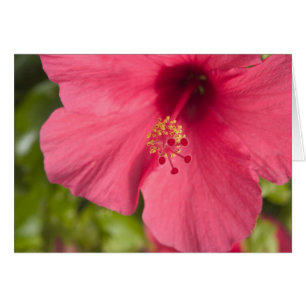 Cartão EUA, Havaí, Kauai, Hibisco
