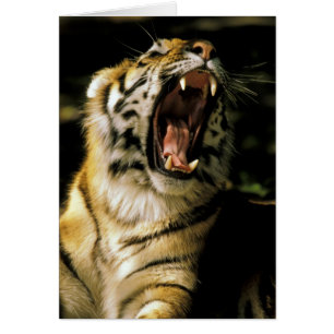 Cartão EUA, Michigan, Detroit. Detroit Zoo, tigre 2