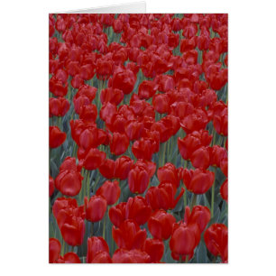 Cartão EUA, Ohio, Cincinnati. Cama de tulipas vermelhas