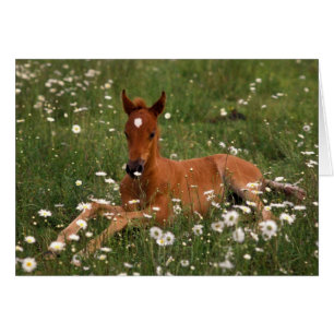 Cartão EUA, Oregon, Pony Árabe.