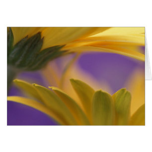 Cartão EUA, Pensilvânia. Gerbera Daisies Amarelo, feche