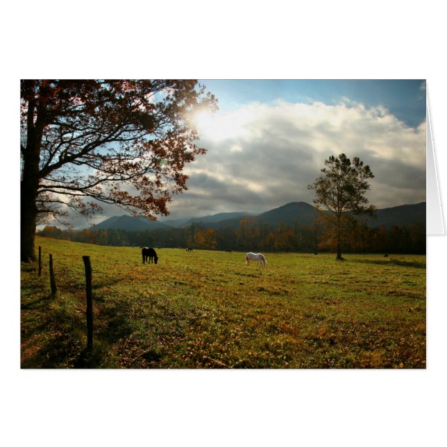 Cartão EUA, Tennessee. Cavalos Em Cades Cove Valley (Frente Horizontal)