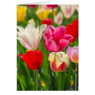 Cartão EUA, Tennessee, Nashville