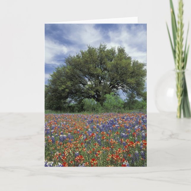 Cartão EUA, Texas, Marble Falls Paintbrush e (Frente)