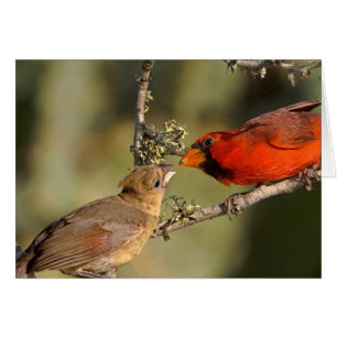 Cartão EUA, Texas, Vale do Rio Grande, McAllen. Mated