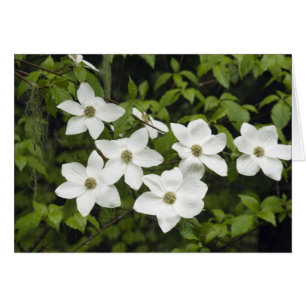 Cartão EUA, Washington, Pacific Dogwood, Cornus