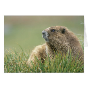 Cartão EUA, Washington, Parque Nacional Olímpico, Marmota