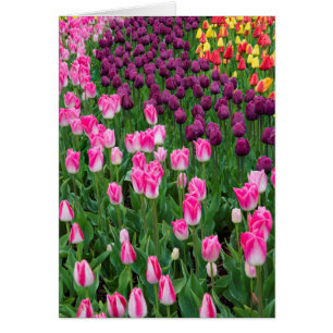 Cartão EUA, Washington. Tulipas em Flor
