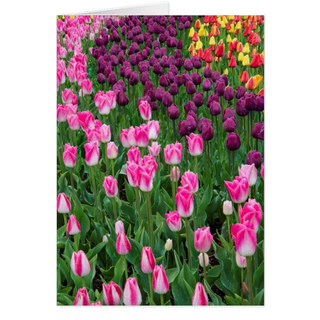Cartão EUA, Washington. Tulipas em Flor (Frente)