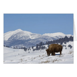Cartão EUA, WY, Parque Nacional Yellowstone, Bisonte Amer