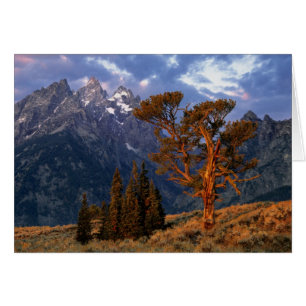Cartão EUA, Wyoming, Grand Teton NP. Um cedro solitário