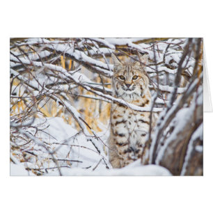 Cartão EUA, Wyoming, Lince-vermelho