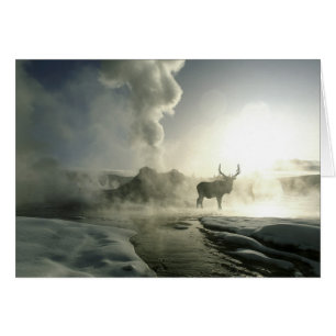 Cartão EUA, Wyoming, Parque Nacional de Yellowstone. Nasc
