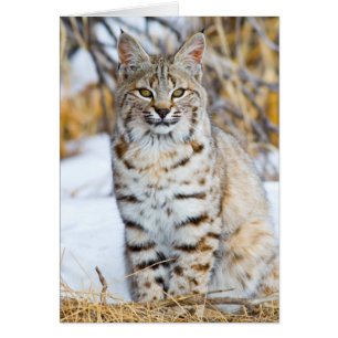 Cartão EUA, Wyoming, Retrato de Lince Vermelho