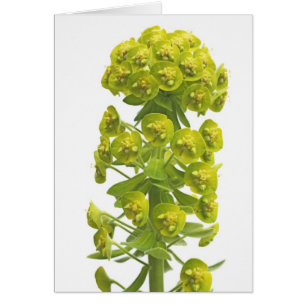 Cartão Eufórbio