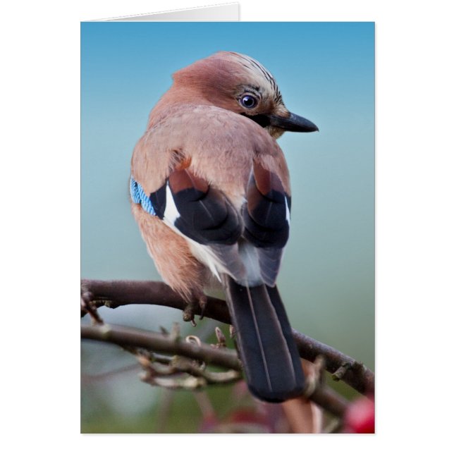 Cartão Eurasian Jay (Frente)