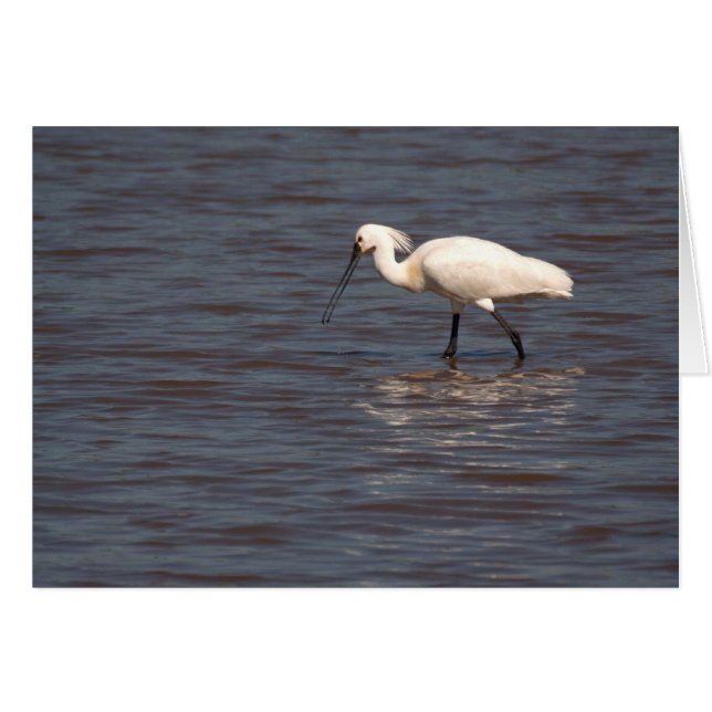 Cartão Eurasian Spoonbill (Frente Horizontal)