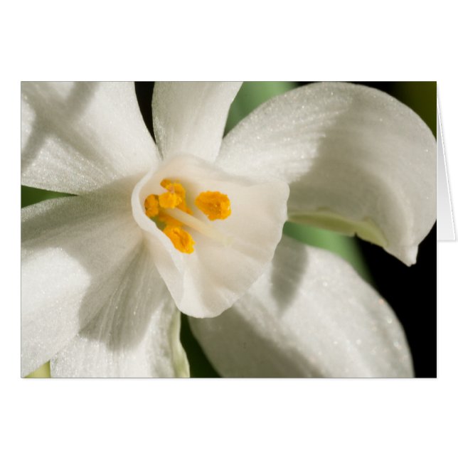 Cartão Evento E Casamento De Primavera De Flor Branco (Frente Horizontal)