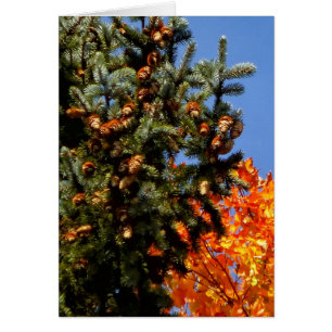 Cartão Evergreen com Pinecones