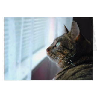 Cartão Evey, o Gatinho contempla lá fora