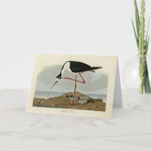 Cartão Evoque de pernas compridas das Aves da América de 
