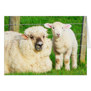 Cartão Ewe e Lamb