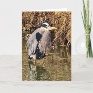 Cartão Excelente Blue Heron