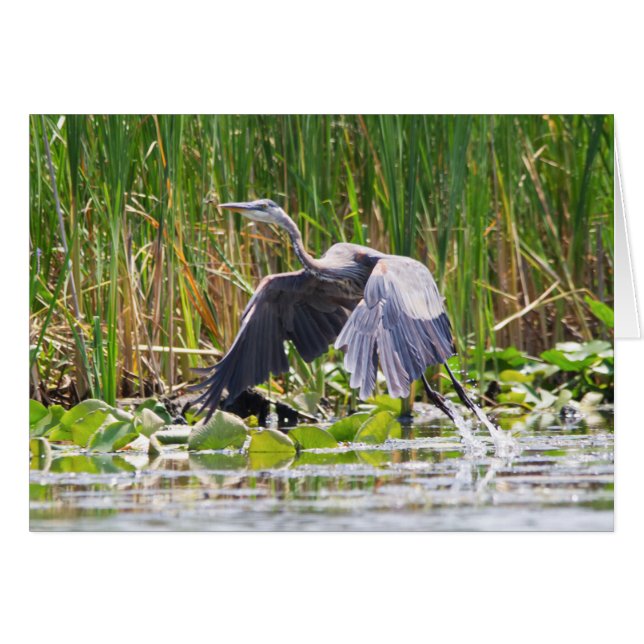 Cartão Excelente Blue Heron decolando (Frente Horizontal)
