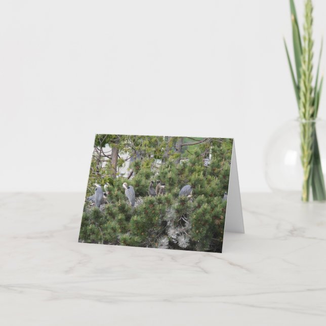 Cartão Excelente Blue Herons Nesting (Frente)